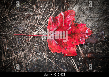 Einzelne rote Ahornblatt auf dem Boden liegend. Stockfoto