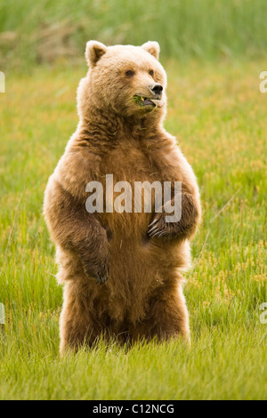 Eine weibliche Braunbär steht aufrecht zu erhalten eine bessere Sicht auf die Wiese, wo sie Gras ernährt. Stockfoto