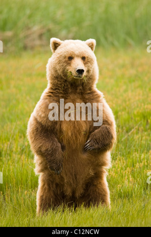 Eine weibliche Braunbär steht aufrecht zu erhalten eine bessere Sicht auf die Wiese, wo sie Gras ernährt. Stockfoto