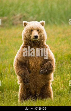 Eine weibliche Braunbär steht aufrecht zu erhalten eine bessere Sicht auf die Wiese, wo sie Gras ernährt. Stockfoto