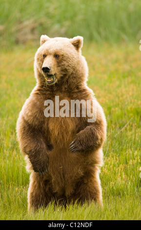 Eine weibliche Braunbär steht aufrecht zu erhalten eine bessere Sicht auf die Wiese, wo sie Gras ernährt. Stockfoto