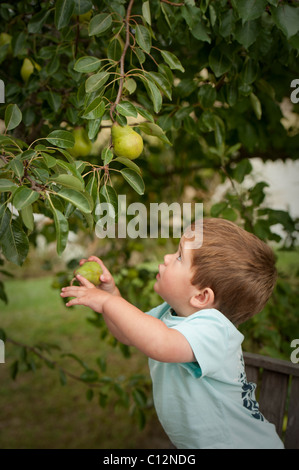 kleiner Junge Kommissionierung Birne von Baum und Blick zum Baum auf mehr Obst Stockfoto