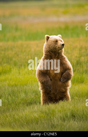 Eine Mutter Grizzlybär steht aufrecht in einer Wiese. Stockfoto