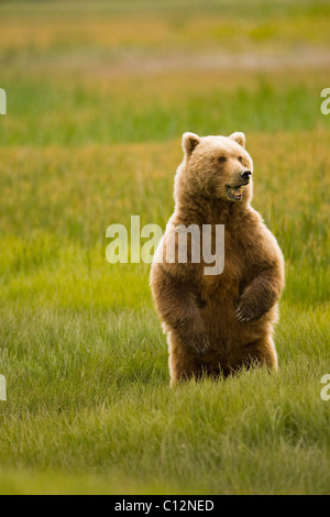 Eine Mutter Grizzlybär steht aufrecht in einer Wiese. Stockfoto