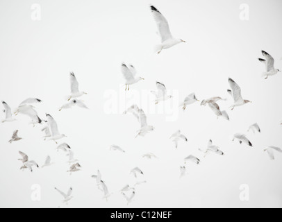 USA, New York State, Rockaway Beach, Möwen im Flug Stockfoto