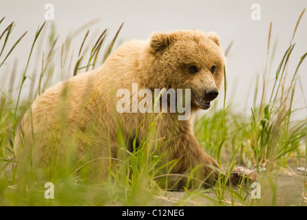 Ein junger Alaskan Braunbär genießt die Überreste eines Lachses ein Vorsaison-Bonus an den Strand gespült. Stockfoto