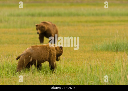 Zwei männliche Grizzlybären Größe einander während der Paarungszeit. Stockfoto