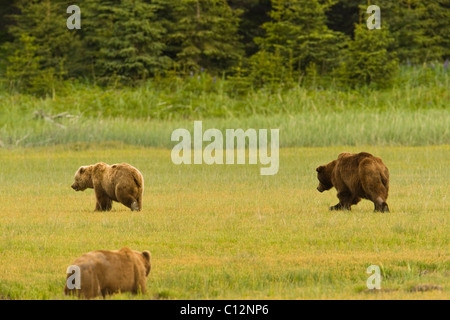 Zwei männliche Grizzlybären wetteifern um die Gunst einer Frau während der Paarungszeit. Stockfoto