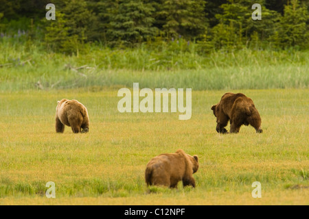 Zwei männliche Grizzlybären wetteifern um die Gunst einer Frau während der Paarungszeit. Stockfoto