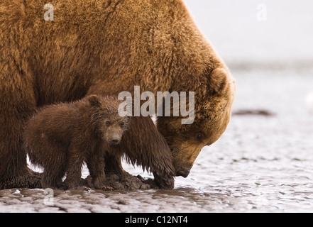 Brauner Bär Mutter und Jungtier Graben nach Messermuscheln an den Ufern des Cook Inlet in Alaska Lake Clark National Park, 27. Juni 2008. Stockfoto