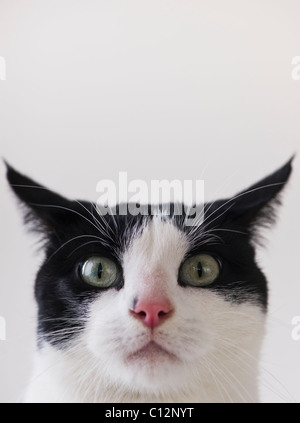 Studioaufnahme von schwarzen und weißen Katze Stockfoto