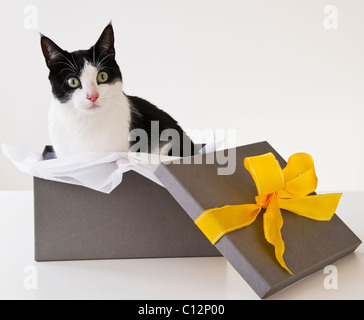 Studioaufnahme von schwarzen und weißen Katze in Geschenkbox Stockfoto