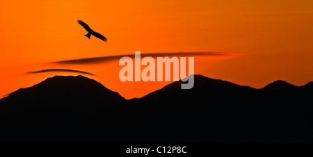 Chinesische Schwarzmilane (Milvus Migrans), Hong Kong, China. Stockfoto