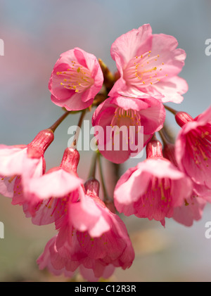 Kirschblüte in Okinawa, Japan Stockfoto