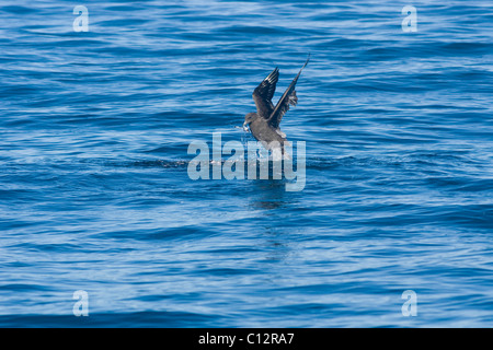 Subantarktischen Skua, Catharacta Antarctica, Fütterung auf baitball Stockfoto