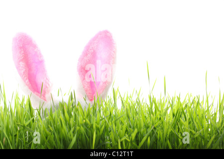 Ostern Hasenohren mit Grass isoliert auf weißem Hintergrund Stockfoto