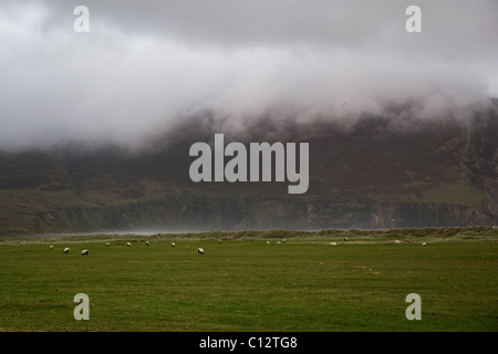 Schafbeweidung auf Achill Island, County Mayo, Irland Stockfoto