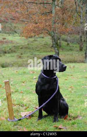 Schwarzer Labrador auf den Pflock Stockfoto