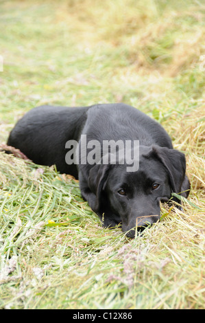 Schwarzer Labrador, die Verlegung in ein Feld von Heu Stockfoto