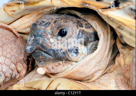 Schildkröte Porträt seitliche Nahaufnahme "und" Bedrücktes Gesicht Stockfoto