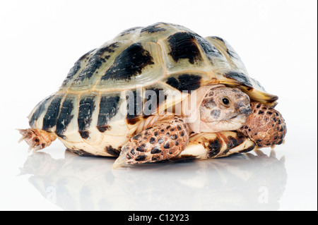 Schildkröte Portrait seitlich auf weißem Hintergrund schauen traurig und mürrisch Stockfoto