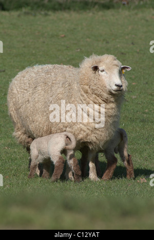 Schafe füttern zwei Lämmer Stockfoto