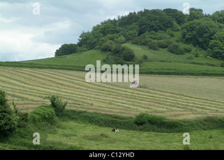 Drehen den Rasen für die silage Stockfoto