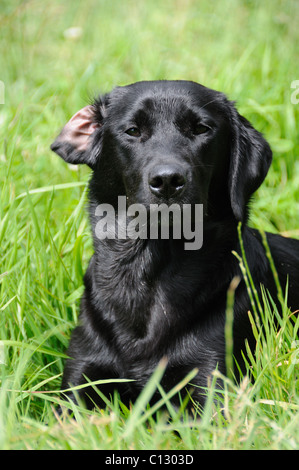 Schwarzer Labrador Festlegung einige Gras Stockfoto