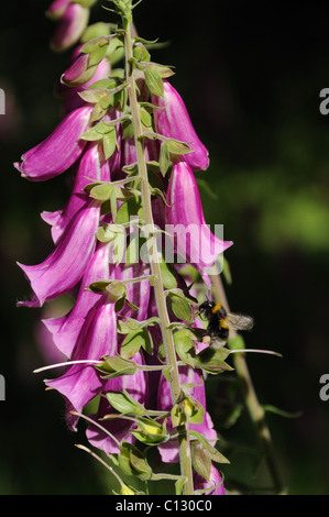 Biene auf der Suche nach Pollen auf einen Fingerhut Stockfoto