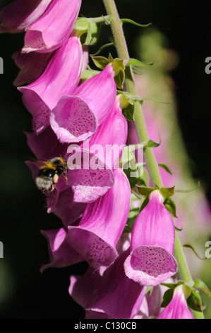 Biene auf der Suche nach Pollen auf einen Fingerhut Stockfoto