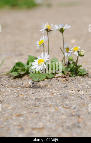 Gänseblümchen wachsen durch einen Riss im Beton Stockfoto