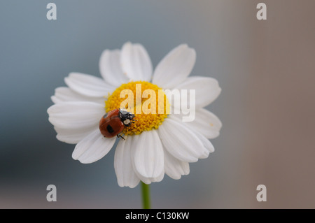 Marienkäfer auf ein Gänseblümchen Stockfoto