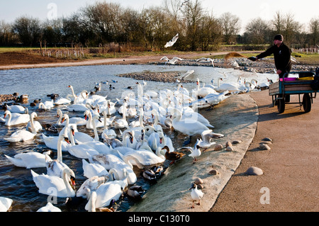 Füttern die Schwäne an Slimbridge - WWT - die Tier-und Pflanzenwelt und Feuchtgebiete Vertrauen, Gloucestershire, England, UK. Stockfoto