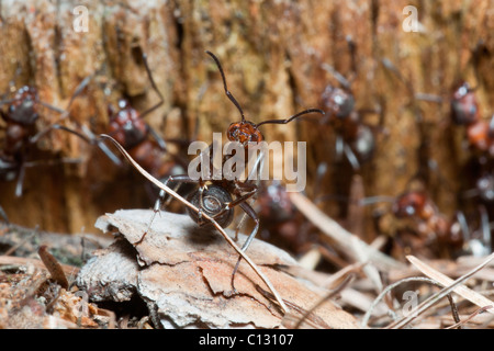 Holz-Ameisen (Formica Rufa), umklammert Kiefernnadel, am Eingang des Nestes, Niedersachsen, Deutschland Stockfoto