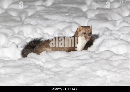 Steinmarder / Steinmarder (Martes Foina), im Garten in der Nacht, winter Stockfoto