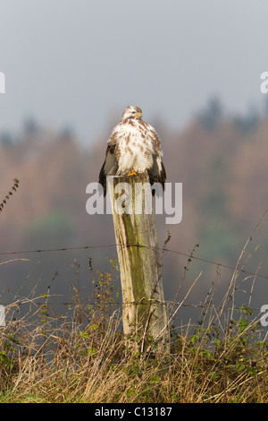 Mäusebussard (Buteo Buteo), thront auf Zaunpfahl, Sonnenbaden Stockfoto