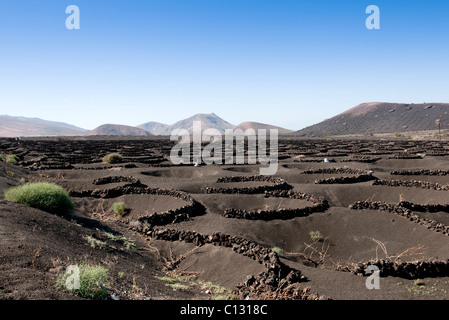 Weinberg in Lanzarote Stockfoto