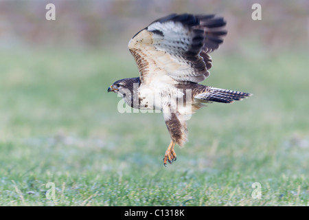 Mäusebussard (Buteo Buteo), im Flug über Wiese Stockfoto