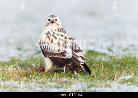 Mäusebussard (Buteo Buteo), mit weißen schrittweise Gefieder, auf schneebedeckten Feld im winter Stockfoto