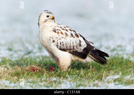 Mäusebussard (Buteo Buteo), mit weißen schrittweise Gefieder, auf schneebedeckten Feld im winter Stockfoto