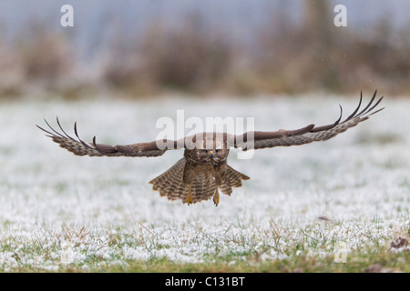 Mäusebussard (Buteo Buteo) im Flug über Schnee überdachten Bereich Stockfoto