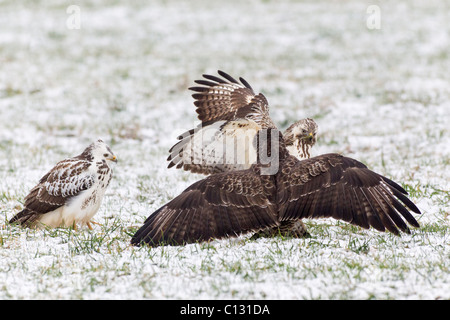 Mäusebussard (Buteo Buteo), drei Kämpfe über Nahrung im Winter Stockfoto