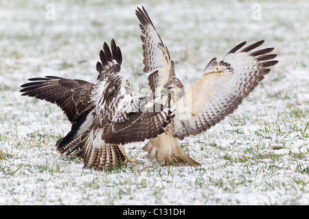 Mäusebussard (Buteo Buteo), drei Kämpfe über Nahrung im Winter Stockfoto