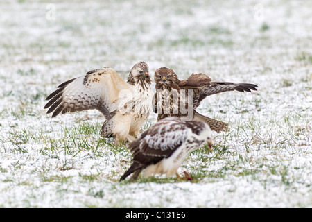 Mäusebussard (Buteo Buteo), drei Kämpfe über Nahrung im Winter Stockfoto