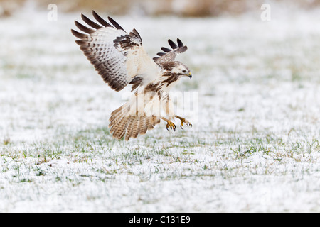 Mäusebussard (Buteo Buteo), Landung auf Schnee bedeckt Feld im winter Stockfoto