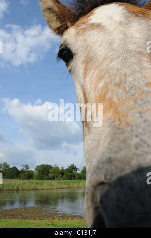 Weitwinkel-Bild eines New Forest Ponys Stockfoto