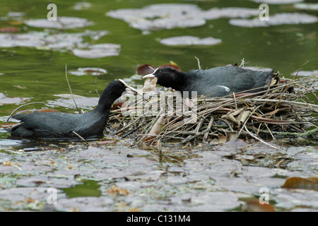 Blässhuhn (Fulica Atra), nisten paar Gebäude am Teich, Deutschland Stockfoto