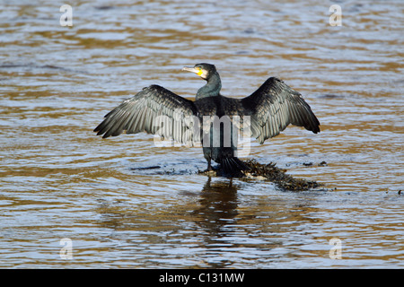 Kormoran (Phalacrocorax Carbo), trocknen Flügel, Northumberland, England Stockfoto