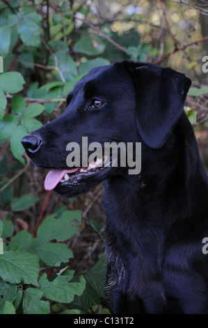 Schwarze Labrador Amoungst Brombeeren Stockfoto