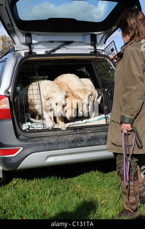 vier Goldren Retriever bringen lassen, von der Rückseite eines Autos Stockfoto